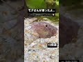 今日のモグさん。 かわいい どじょう アクアリウム ヒドジョウ 川魚 日淡 水槽 ドジョウ 日本産淡水魚 ひどじょう