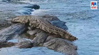 അതിരപ്പള്ളിയിൽ വീട്ടുവരാന്തയിൽ ചീങ്കണ്ണി| Athirapilly Crocodile