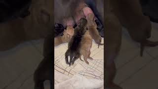 MERLE MASTIFF PUPPIES#youtube #puppy #dog #viral #trending #youtubeshorts #shorts #shortvideo #short