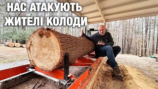 Оце Шок! Розпилюємо Колоду на Пилорамі, а там Щось Живе!!