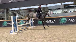 Kto Quick Max - 2018y, stallion, by Quick Star x Cormint, training jumping