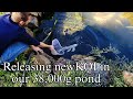 NEW TANKS are coming to Ohio Fish Rescue, we try to get prepared for them,  moving the KOI