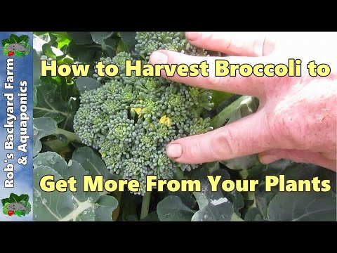 How to Harvest broccoli to get more from your plants... How to Harvest broccoli to get more from your plants...
