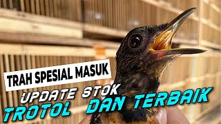 BONGKAR STOCK TERBARU | SAMUDRO BF MASUK