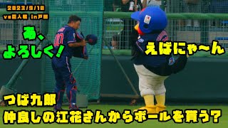 つば九郎　仲良しの江花さんにボールをもらう！？　2023/9/10 vs巨人 in 戸田