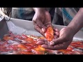 Starting a Business - Koi Fish Farming Business Ideas and Fish Aquarium Farming Project