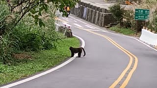 冷水坑遇見陽明山孤獨猴王!?