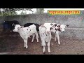 प्युअर 100% hf कालवड कशी ओळखावी कालवड एच एफ आहे याची लक्षणे कोणती 🐄🤔