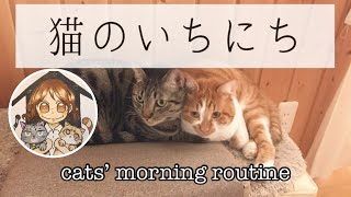 【猫のいちにち】猫のモーニングルーティン