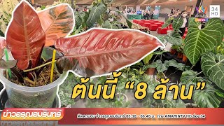 สู้ไหม? “ฟิโลเดนดรอน แบล็ค คาดินัล” 8 ล้าน | ข่าวอรุณอมรินทร์ | 280165