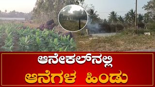 ಆನೇಕಲ್ನಲ್ಲಿ ಆನೆಗಳ ಹಿಂಡು  ....| Anekal Taluk |  Nilgiri Grove | Elephant | NEWS6 KANNADA