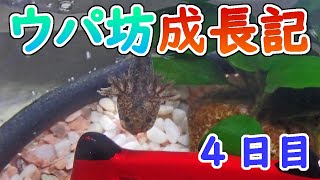 【ウパ坊成長記】４日目：水槽を支配したウパ坊【ウーパールーパー】