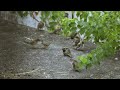 癒しのスズメたち｜すずめの休憩時間をていねいに観察しました【4k 60fps】sparrows of japan