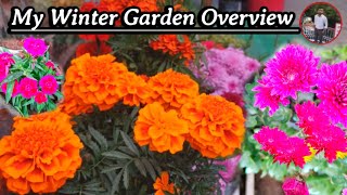 जनवरी की ठंड में मेरे गार्डन में खिले सुंदर फूल / My Winter Garden Overview January Month 1st Update