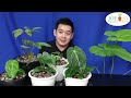 ep.97_เปลี่ยนกระถาง ปรับวัสดุปลูก anthurium หน้าวัว