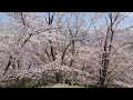 奈良県「道の駅かつらぎ」から歩いて15分ほどの穴場な桜スポット！