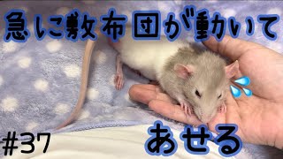 【FancyRat】My hand moves, surprised rat.【Vlog】