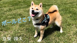 【ボールどこ!?】見失ってしまった豆柴　(NEWハーネス紹介)ユリウスK9唐草模様