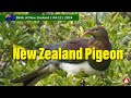 Birds of New Zealand (Vol. 12) New Zealand Pigeon 2024