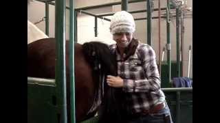 Mare Palpation