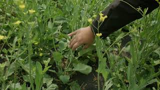 Growing Canola in Canada