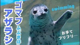 手をフリフリしたりぼーっとしたりして泳ぐゴマフアザラシの赤ちゃん【ふぶき仔/しながわ水族館 】/A baby harbor seal swims while waving its hands .