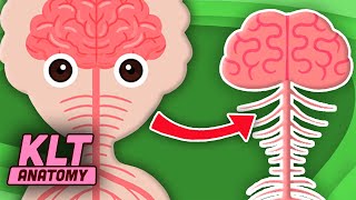 Get To Know YOUR Central Nervous System! | KLT Anatomy