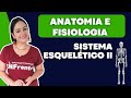 Sistema Esquelético II (Anatomia e Fisiologia)