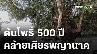 พบต้นโพธิ์ อายุกว่า 500 ปี กิ่งก้านแผ่คล้ายเศียรพญานาค | 16-03-66 | ตะลอนข่าว