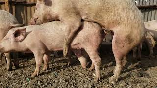 pig mating / Breeding