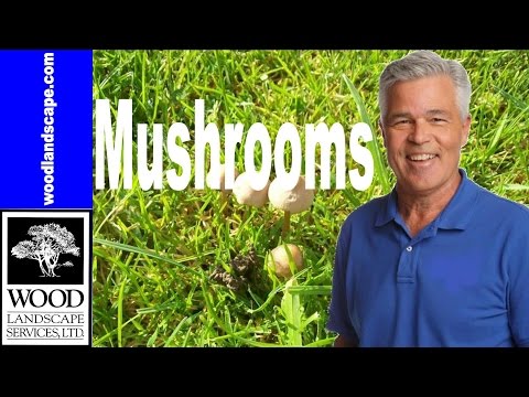 Mushrooms: How to Deal With Mushrooms in Your Lawn Mushrooms: How to Deal With Mushrooms in Your Lawn