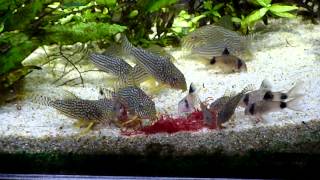 HD キョーリン クリーン 赤虫 熱帯魚 コリドラス （Corydoras）の餌