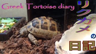 【tortoise diary】 ギリシャリクガメpart.25 えさ目前で寝落ち【リクガメの日記】