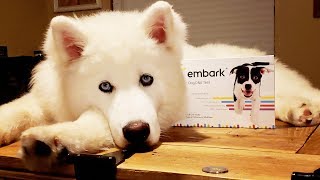 Embark Dog DNA Test On Monroe The Husky