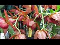 shorts fragrant cycnodes taiwan gold orange orchids fallbloomer flower