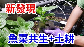 新方法 魚菜共生+土耕方式 有為農園