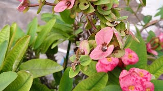 Euphorbia के पौधे पर आएंगे अनगिनत फूल 🌸 How To Grow \u0026 Care Euphorbia milli 🌸 #winterscare