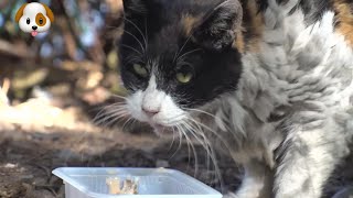 身披铠甲的流浪猫，自从遇到好心大姐之后，命运从此逆天改变