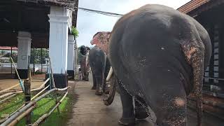 Elephants getting ready at Koodalmanikyam temple 🛕 2022