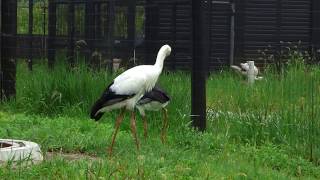 【野田市こうのとりの里】今年生まれのコウノトリ　Oriental White Stork・その後（Ｈ27.7.8）