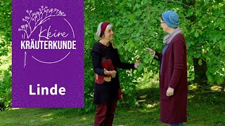 Kleine Kräuterkunde: Linde | Ruth Pfennighaus