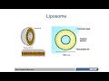 Particle Size of Polydisperse Liposome Formulations With Multispectral Nanoparticle Tracking