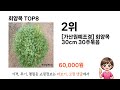 요즘 가장 인기있는 회양목 top 8 쇼핑 정보