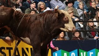 WRECK: Lachlan Richardson gets stepped on by Munster Man (PBR)