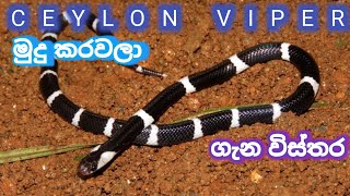 මුදු කරවලා|CEYLON VIPER|ගැන විස්තර|සිංහල|SINGHALA