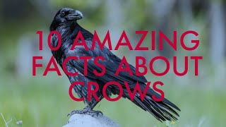 10 AMAZING FACTS ABOUT CROWS