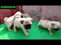 😍import top quality pug puppies available for sale pug pets video