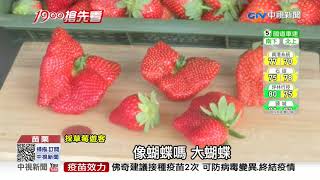 超juicy! 巨無霸草莓直徑8cm 形似蝴蝶│中視新聞 20210209