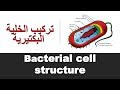 Bacterial cell structure