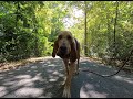 Bloodhounds from around the country train in Hamilton County